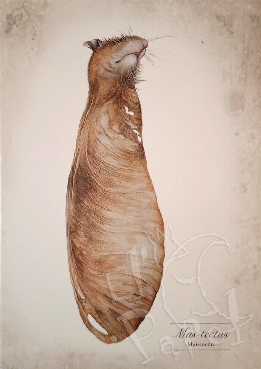 Ansichtkaart 'Muiscocon'