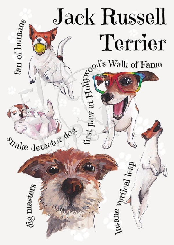 Ansichtkaart 'Hondenrassen - Jack Russel Terriër'