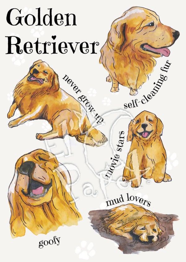 Ansichtkaart 'Hondenrassen - Golden Retriever'