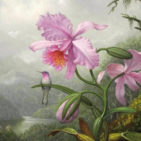 Ansichtkaarten met reproducties van het prachtige werk van Martin Johnson Heade, met kolibries en orchideeën in trpoische landschappen.