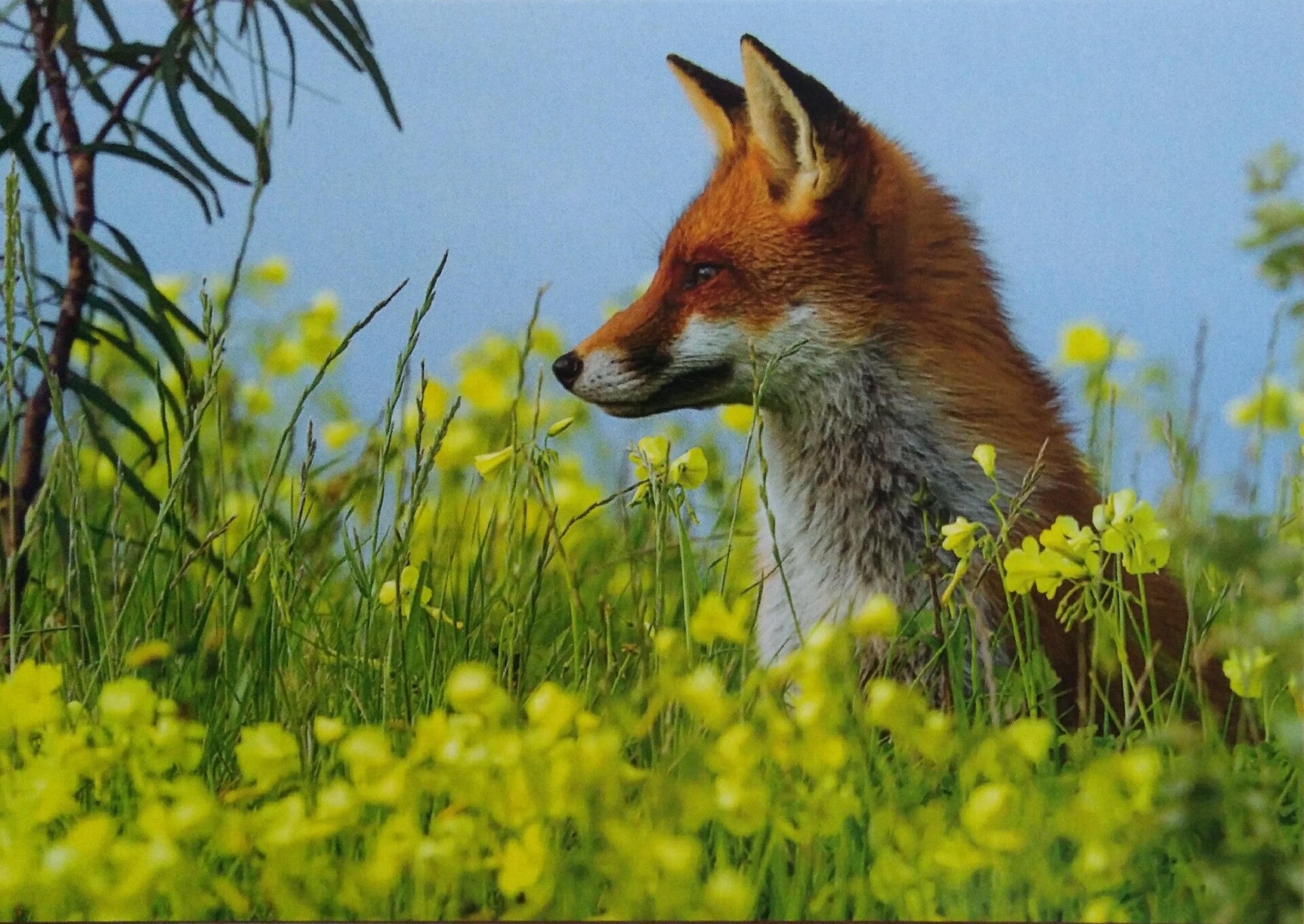 Ansichtkaart 'Vosje in het geel'