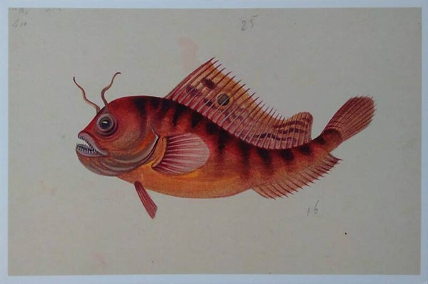 OP!!! Ansichtkaart 'Oosterse vis met tandjes'