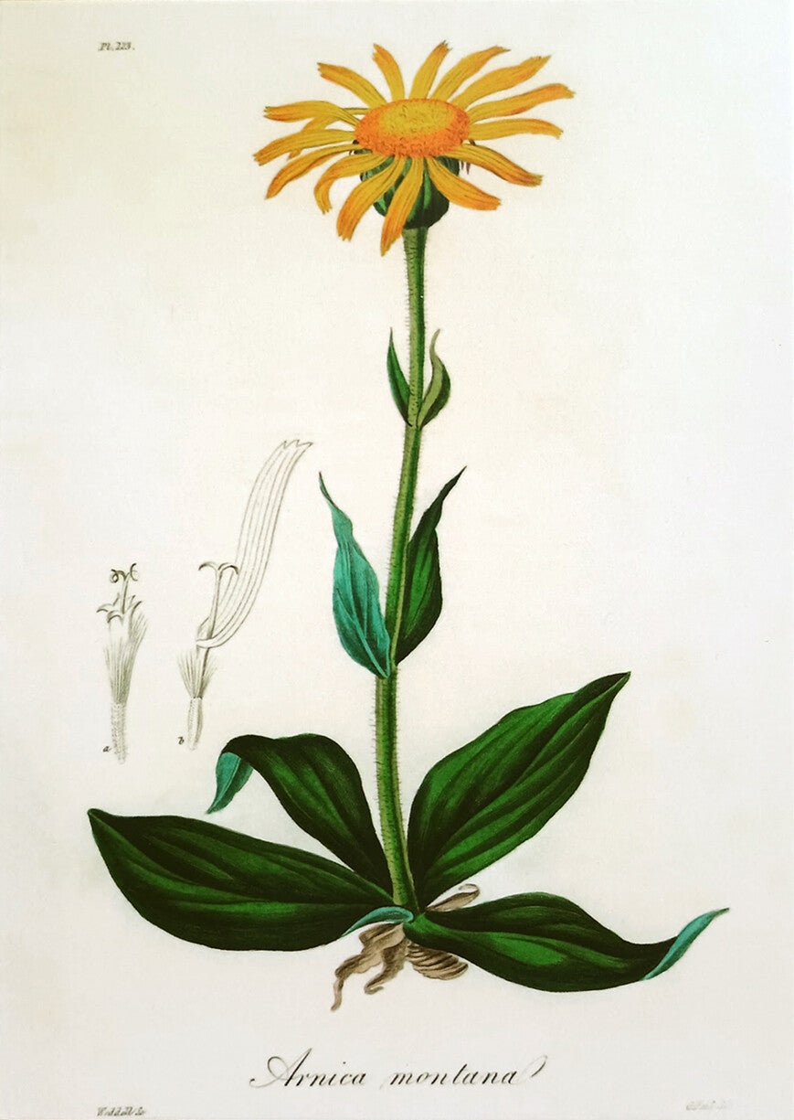 Ansichtkaart 'Bergarnica'