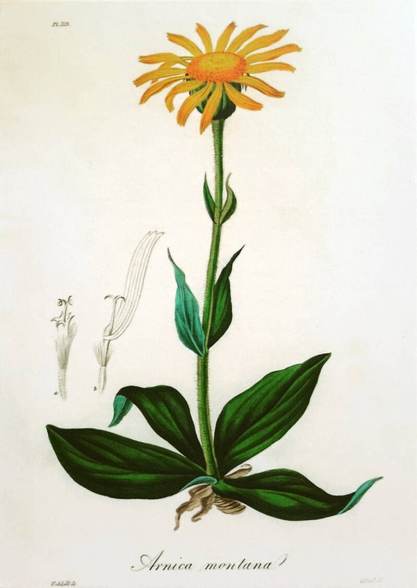 Ansichtkaart 'Bergarnica'