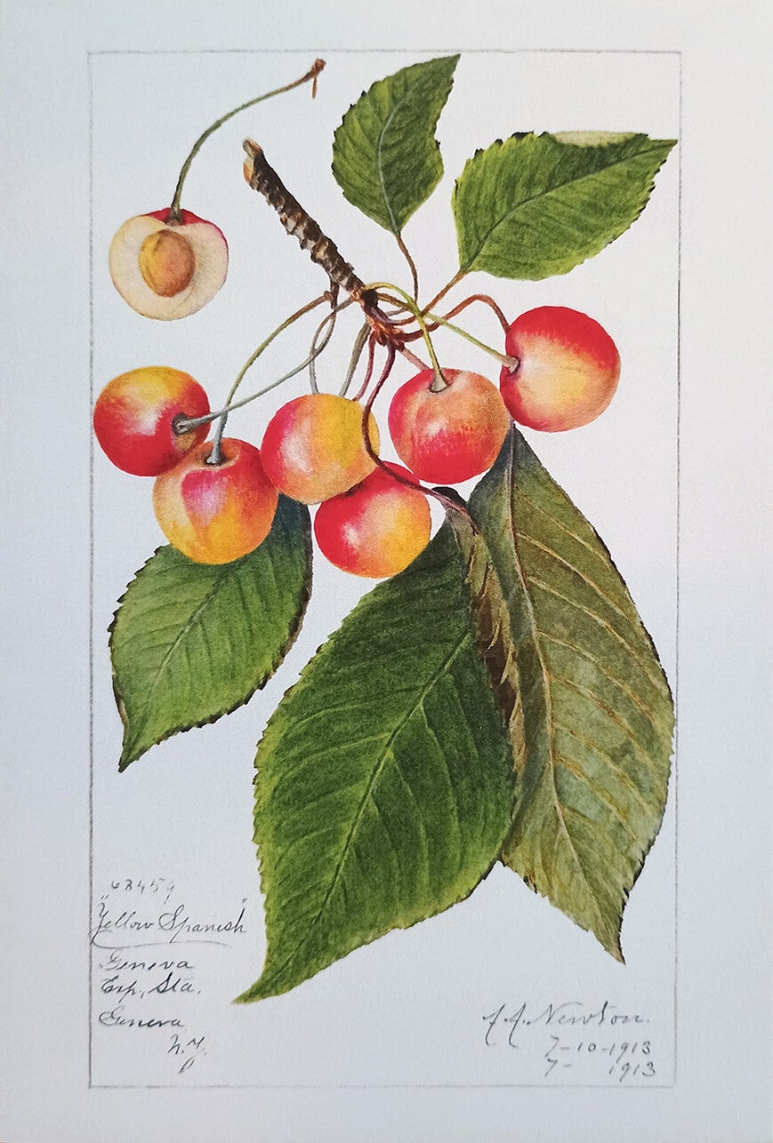 Ansichtkaart 'Botanische plaat - Kersen'