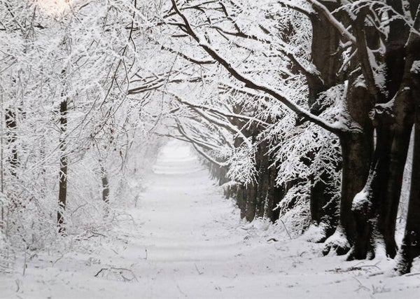 OP!! Ansichtkaart 'Besneeuwde laan'