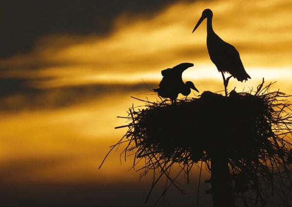 OP!! Ansichtkaart 'Ooievaars'