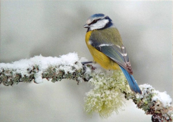 OP!! Ansichtkaart 'Pimpelmeesje in de kou'