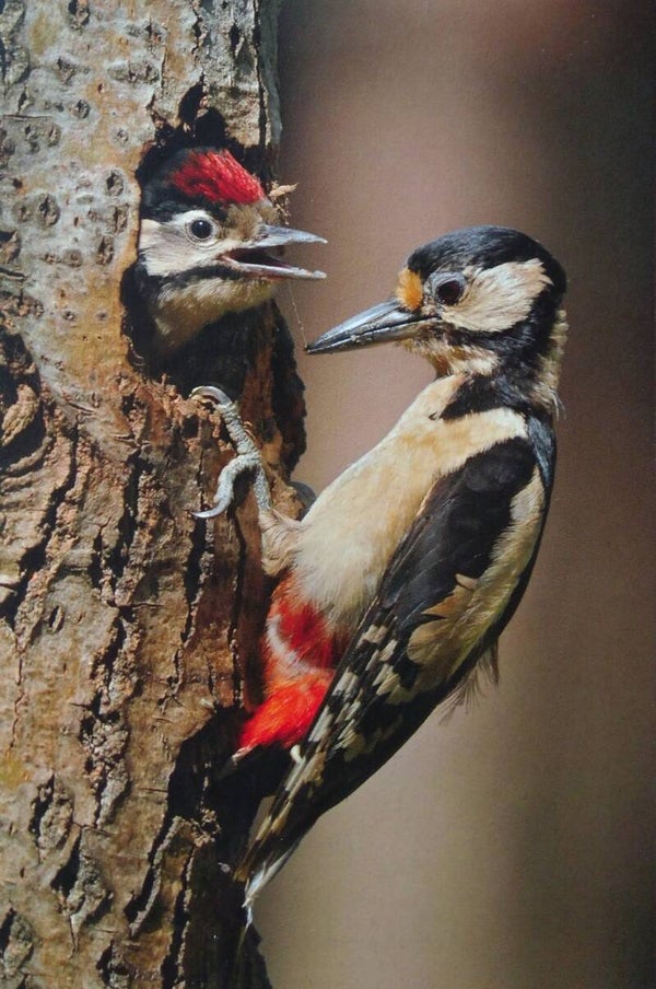 OP!! Ansichtkaart 'De grote bonte specht'