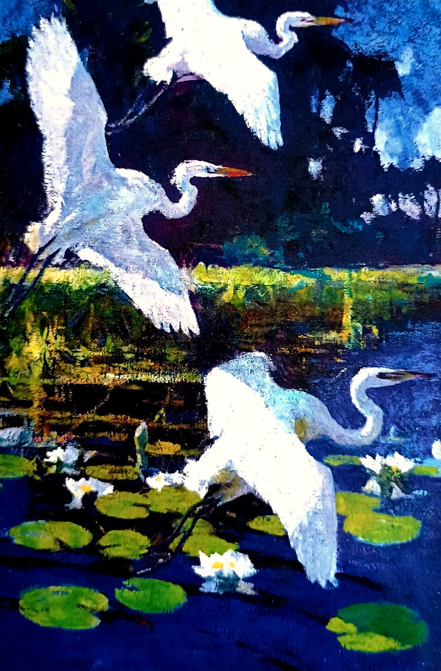 Ansichtkaart 'Drie grote zilverreigers'