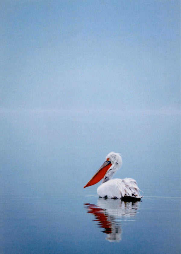 Ansichtkaart 'Pelikaan'