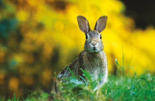 Ansichtkaart 'Konijn'
