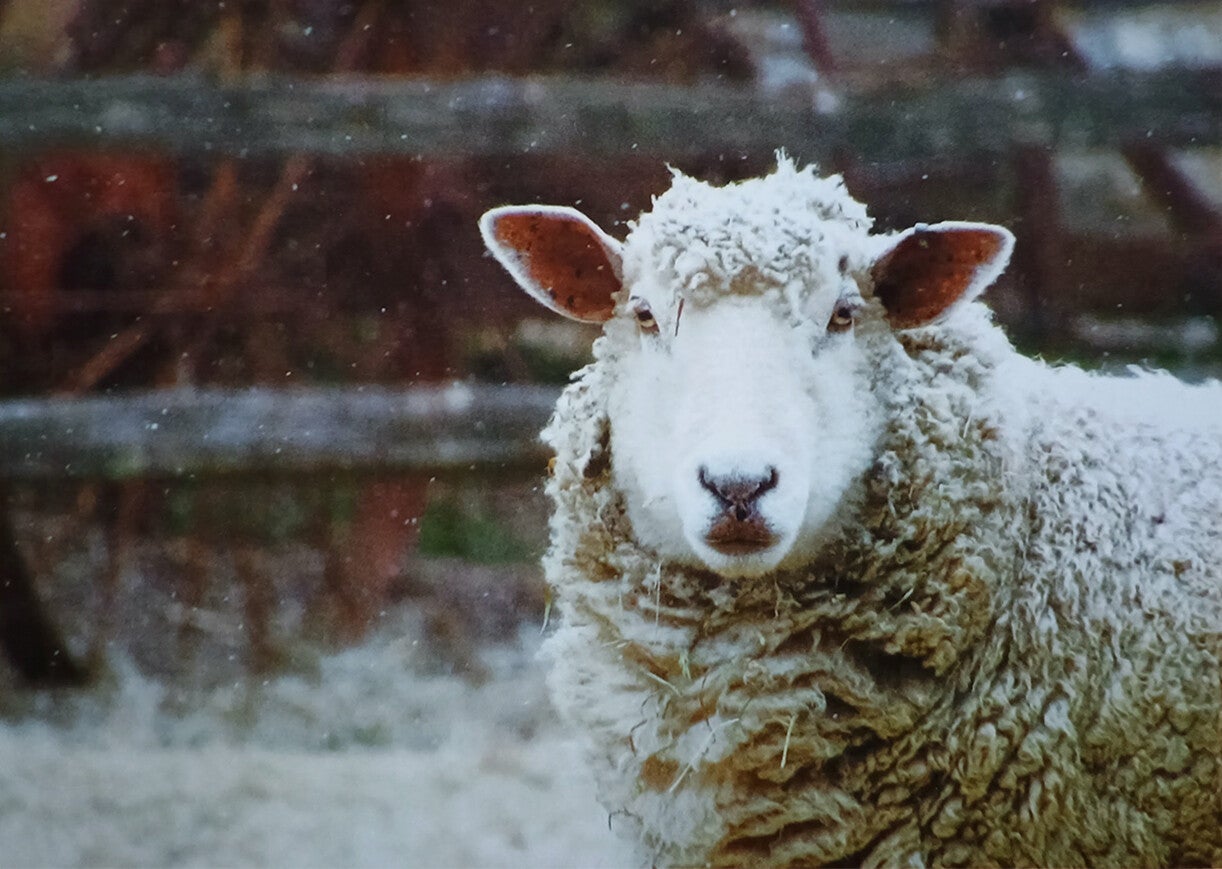 Ansichtkaart 'Winterschaap'