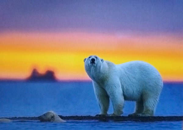 Ansichtkaart 'IJsberen bij zonsondergang'
