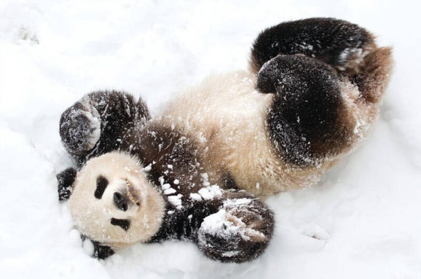 Ansichtkaart 'Winterse pandapret'