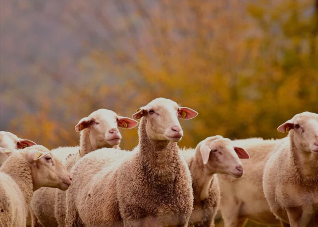 Ansichtkaart 'Schapen'