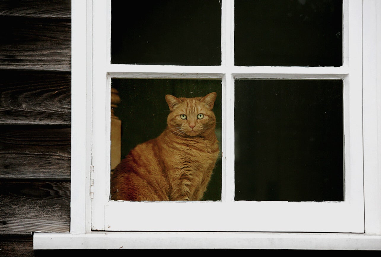 Ansichtkaart 'Raam-kat'
