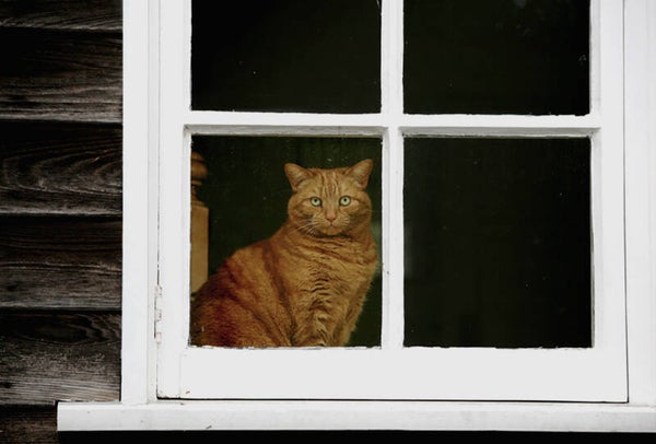 Ansichtkaart 'Raam-kat'