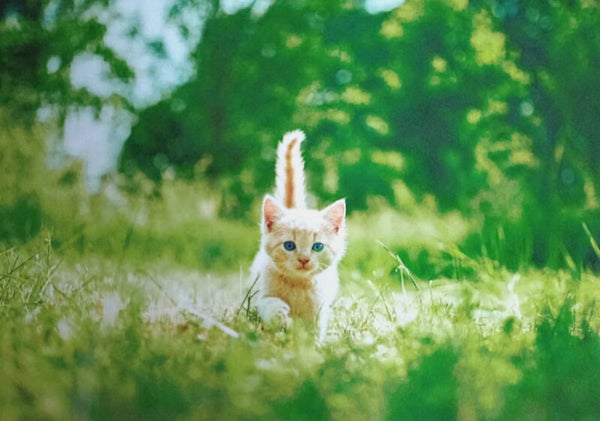 OP!! Ansichtkaart 'Ginger kitten in het hoge gras'