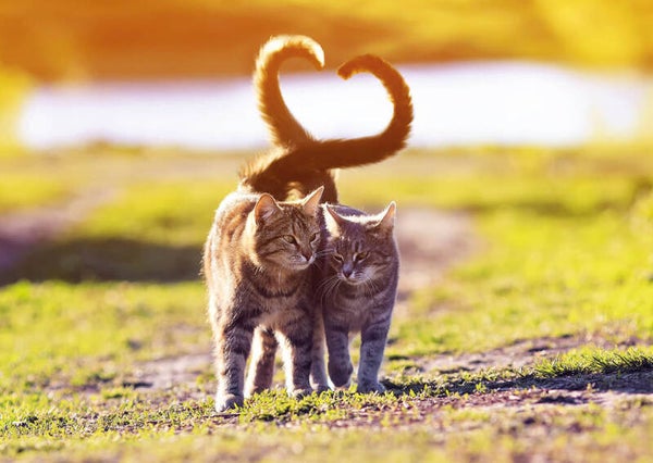 Ansichtkaart 'Katten liefde'