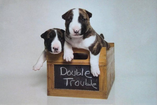 Kistje met 'double-trouble'