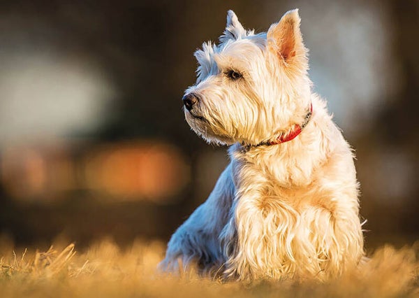 Ansichtkaart 'West Highland White Terrier'