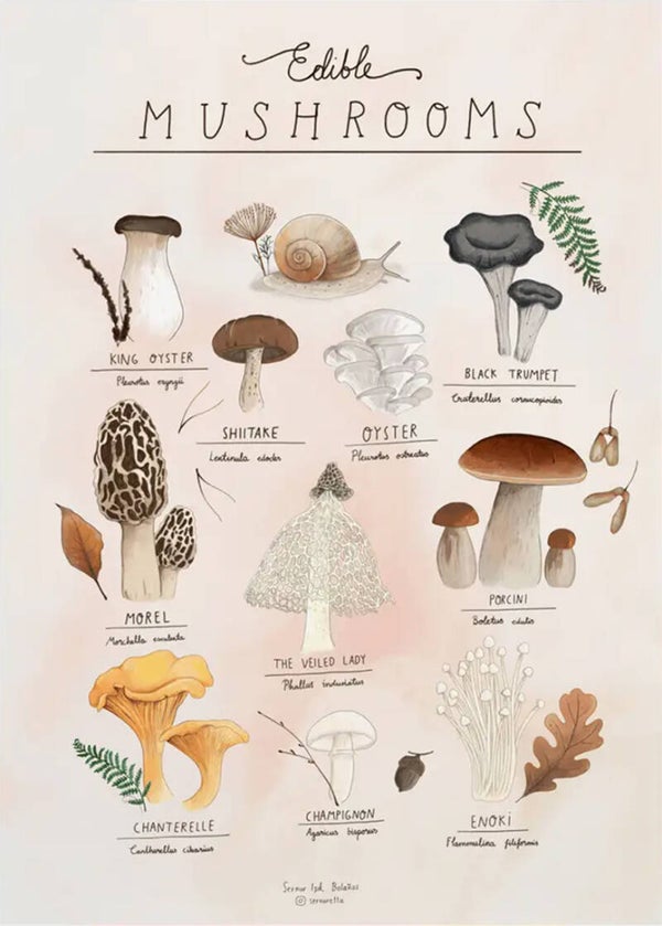 Ansichtkaart 'Overzicht eetbare paddestoelen'