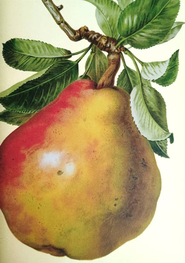 Ansichtkaart 'Peer - botanische plaat'