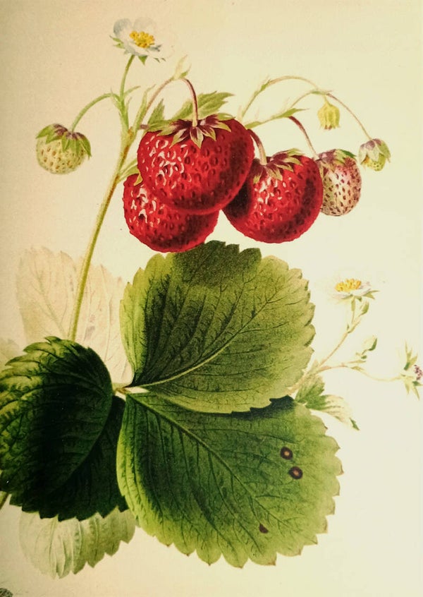 Ansichtkaart 'Heerlijke aardbeitjes'