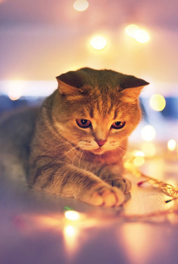 Kerst ansichtkaart 'Kitten met Kerstverlichting'