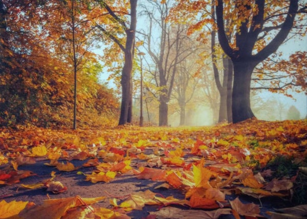Ansichtkaart 'Herfstbos'
