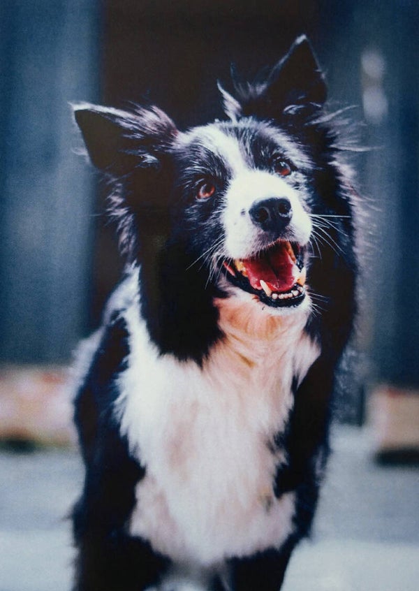 Ansichtkaart 'Border Collie'