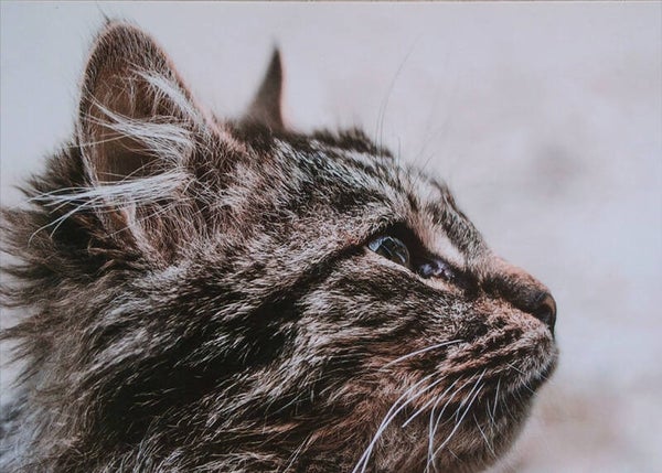 Ansichtkaart 'Potret van een kat'