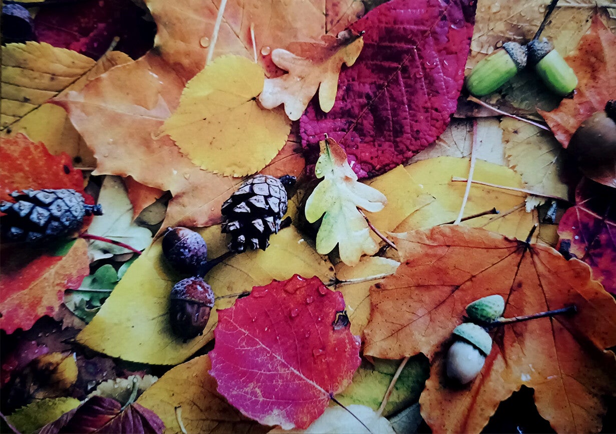 Ansichtkaart 'Cadeautjes van de herfst'