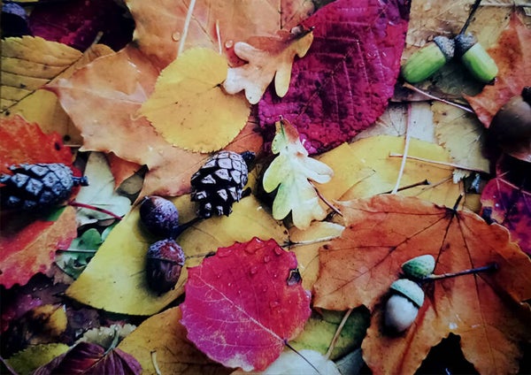 Ansichtkaart 'Cadeautjes van de herfst'