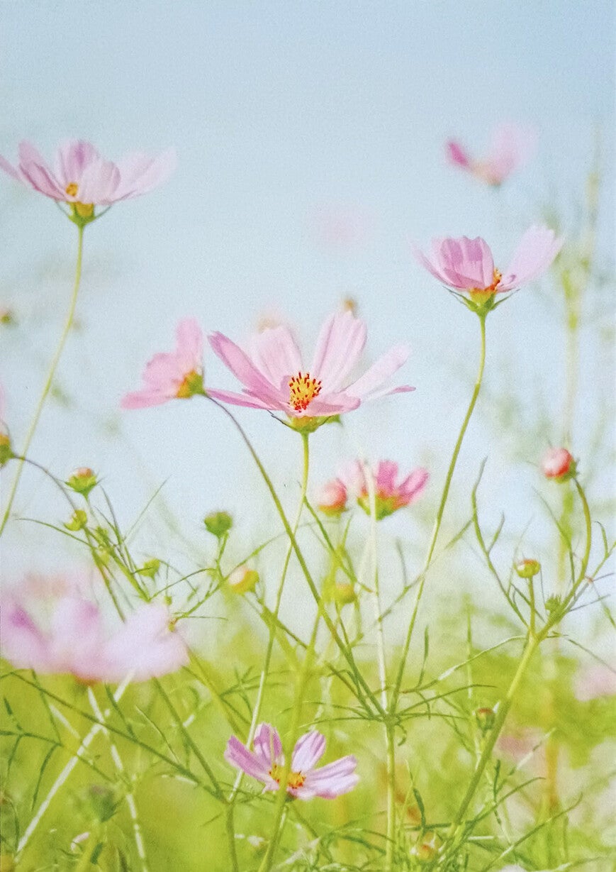 Ansichtkaart 'Zomerse Cosmea'