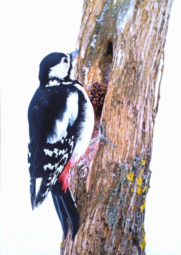 Ansichtkaart 'De grote bonte specht'