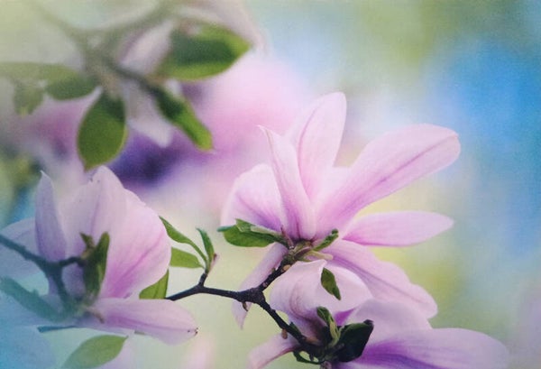 Ansichtkaart 'Roze bloemen - tulpenboom'
