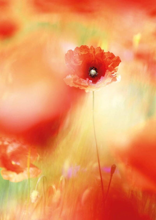 Ansichtkaart 'Klaprozen'