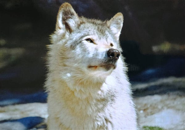 Ansichtkaart 'Poolwolf'