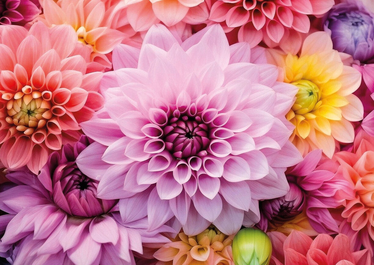 Ansichtkaart 'Pastelkleurige Dahlia's'