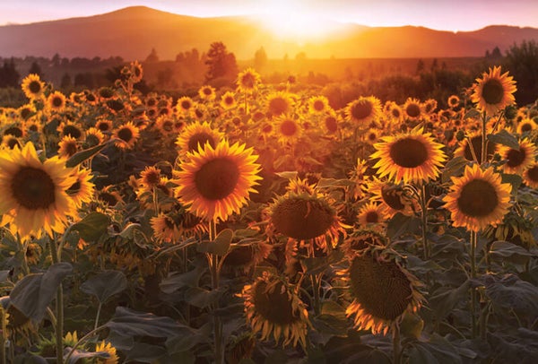 Ansichtkaart 'Zonnebloemenveld'