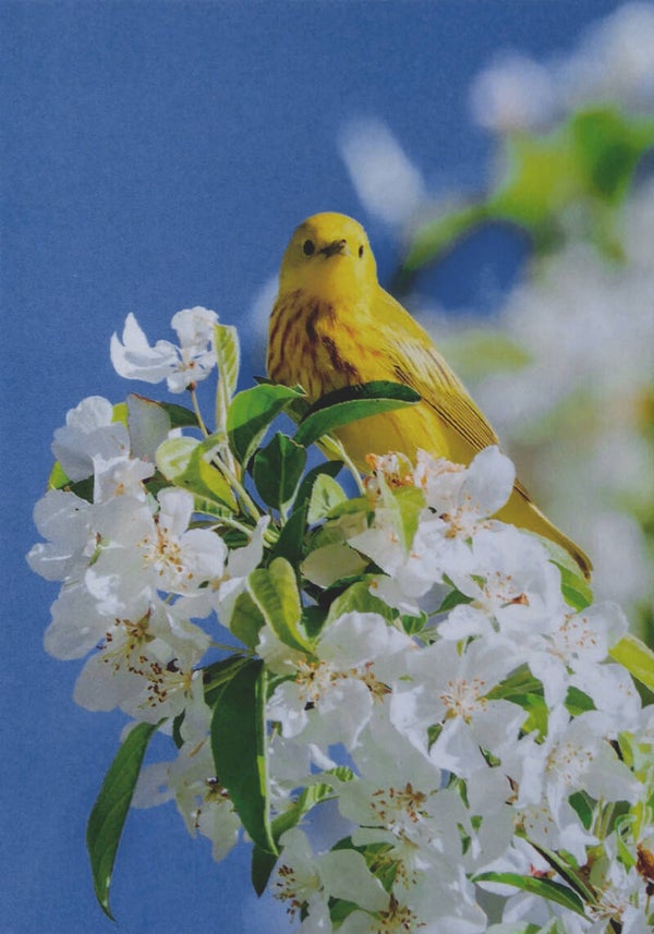 Ansichtkaart 'De mangrovezanger'