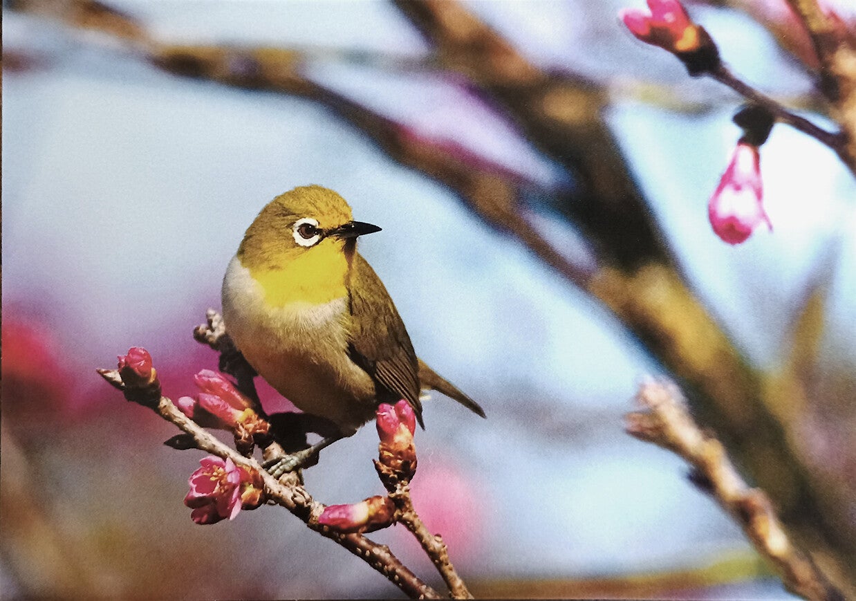 Ansichtkaart 'Zangbrilvogel op bloesemtak'