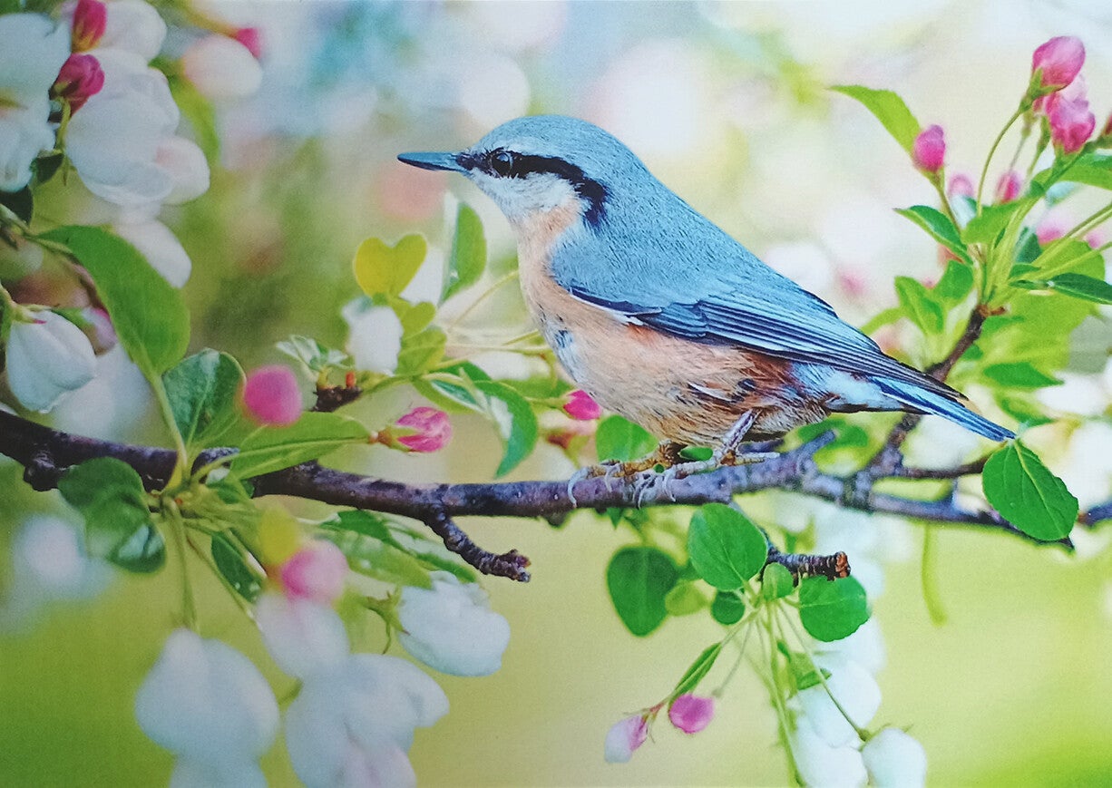 Ansichtkaart 'De boomklever op bloesemtak'
