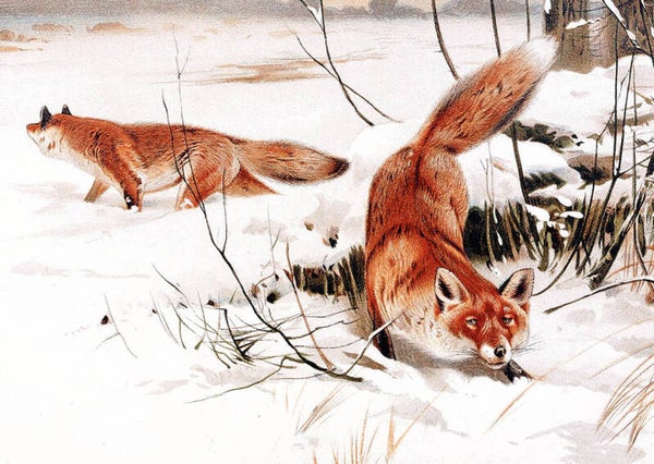 Ansichtkaart 'Vosjes in de sneeuw'