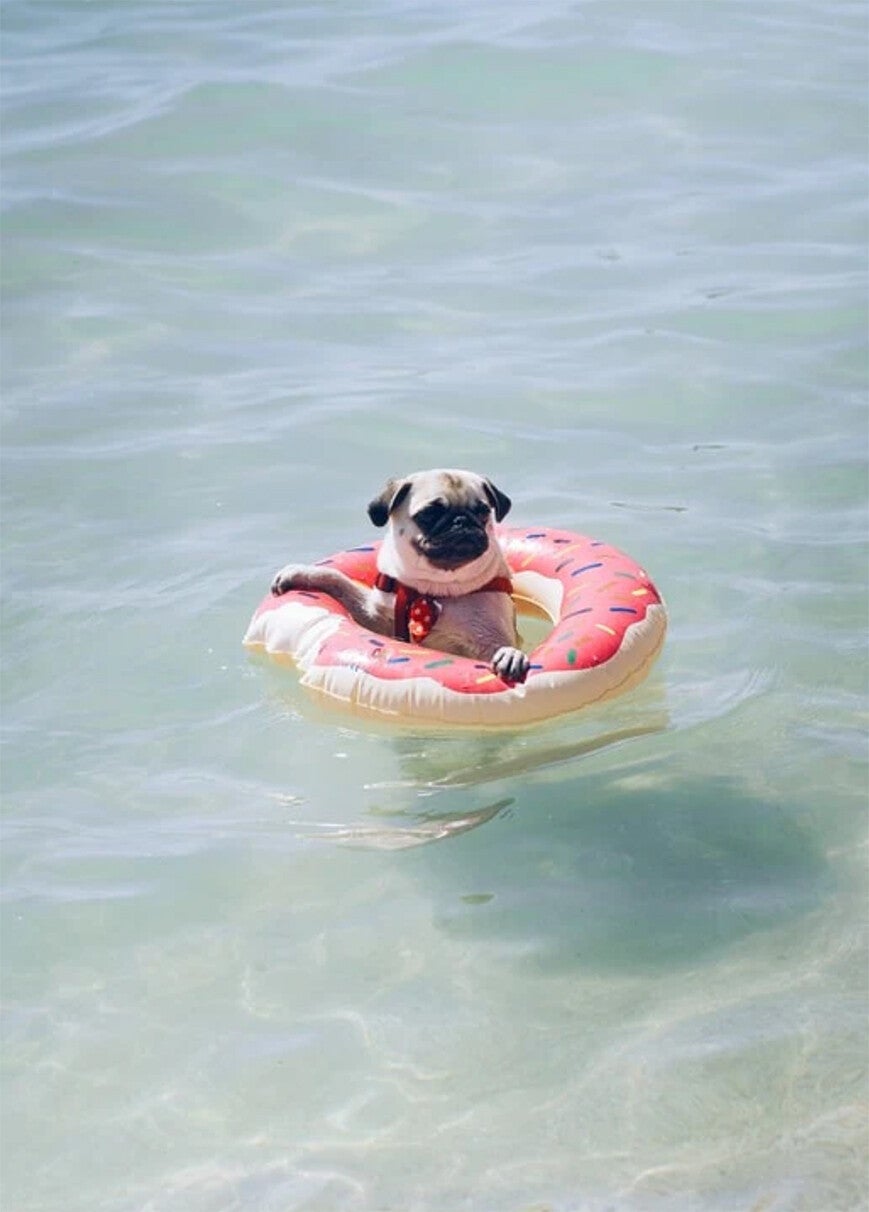 Ansichtkaart 'Vakantie-hond' (1)