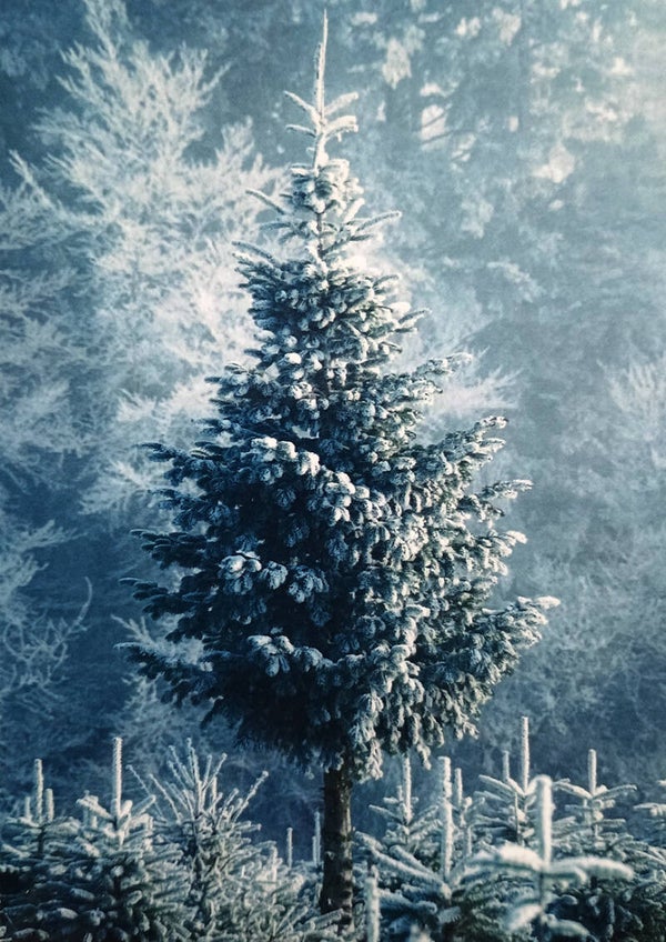 Winterse ansichtkaart 'Indrukwekkende denneboom'