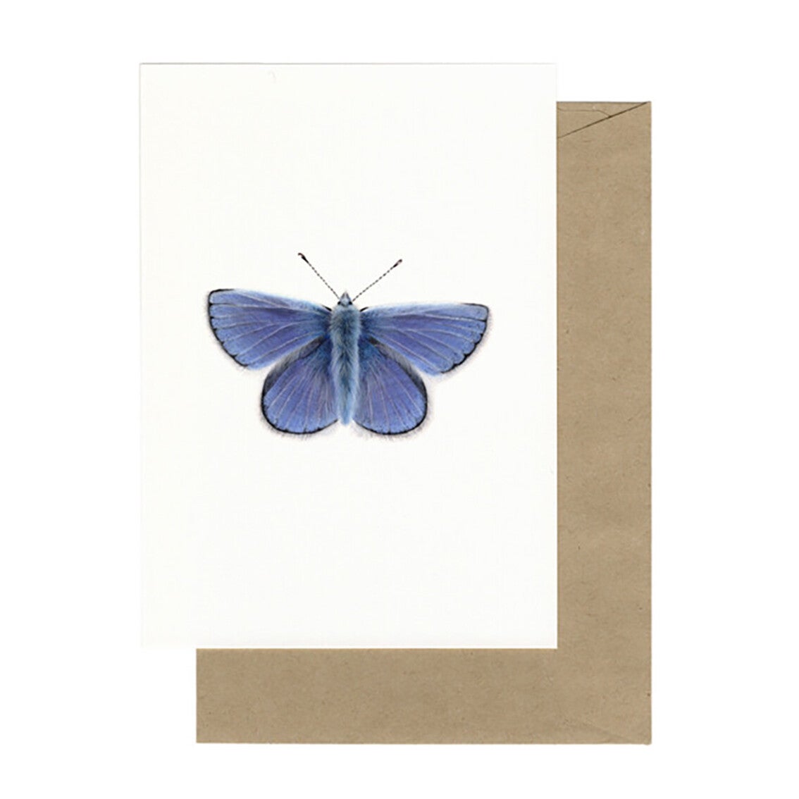 Lonneke Grimbergen ansichtkaart 'Icarusblauwtje'