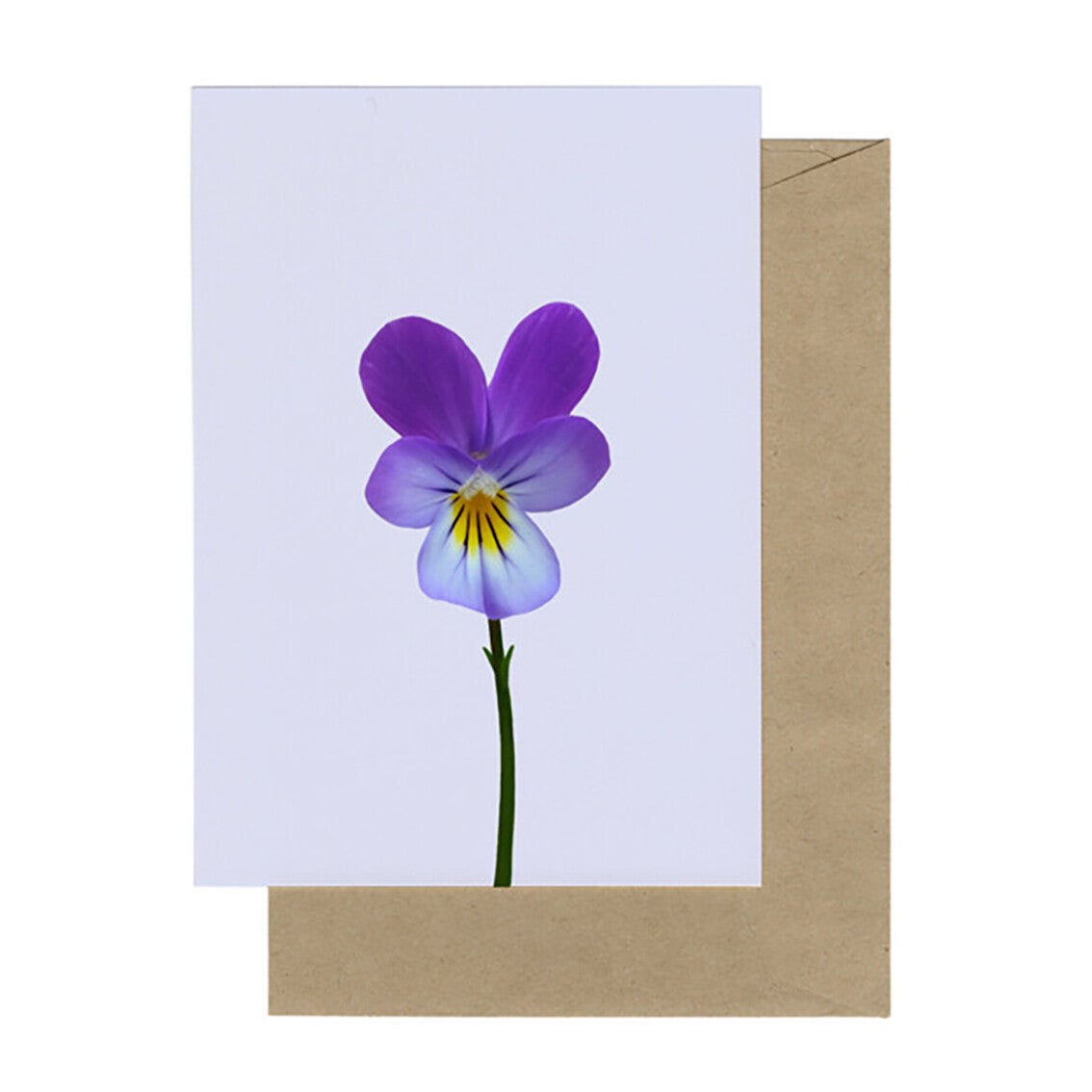 Lonneke Grimbergen ansichtkaart 'Duinviooltje'